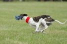 Image 20 in CANINE FUN DAY. LURCHER LURE COURSING AND RACING