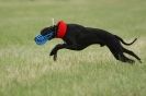 Image 21 in CANINE FUN DAY. LURCHER LURE COURSING AND RACING