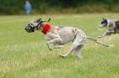 Image 22 in CANINE FUN DAY. LURCHER LURE COURSING AND RACING