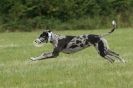 Image 23 in CANINE FUN DAY. LURCHER LURE COURSING AND RACING