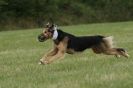 Image 24 in CANINE FUN DAY. LURCHER LURE COURSING AND RACING