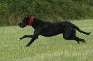 Image 25 in CANINE FUN DAY. LURCHER LURE COURSING AND RACING