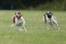 Image 26 in CANINE FUN DAY. LURCHER LURE COURSING AND RACING