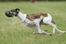 Image 27 in CANINE FUN DAY. LURCHER LURE COURSING AND RACING