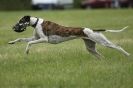 Image 28 in CANINE FUN DAY. LURCHER LURE COURSING AND RACING