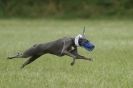Image 29 in CANINE FUN DAY. LURCHER LURE COURSING AND RACING