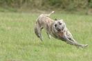 Image 3 in CANINE FUN DAY. LURCHER LURE COURSING AND RACING