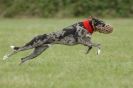 Image 30 in CANINE FUN DAY. LURCHER LURE COURSING AND RACING