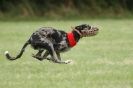 Image 31 in CANINE FUN DAY. LURCHER LURE COURSING AND RACING