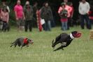 Image 34 in CANINE FUN DAY. LURCHER LURE COURSING AND RACING