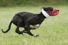 Image 35 in CANINE FUN DAY. LURCHER LURE COURSING AND RACING