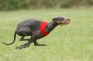 Image 36 in CANINE FUN DAY. LURCHER LURE COURSING AND RACING