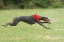 Image 37 in CANINE FUN DAY. LURCHER LURE COURSING AND RACING