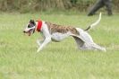 Image 4 in CANINE FUN DAY. LURCHER LURE COURSING AND RACING