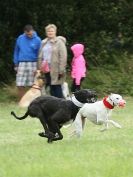 Image 40 in CANINE FUN DAY. LURCHER LURE COURSING AND RACING