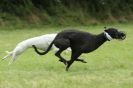 Image 41 in CANINE FUN DAY. LURCHER LURE COURSING AND RACING