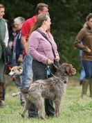 Image 42 in CANINE FUN DAY. LURCHER LURE COURSING AND RACING