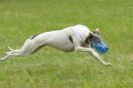 Image 47 in CANINE FUN DAY. LURCHER LURE COURSING AND RACING