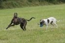 Image 48 in CANINE FUN DAY. LURCHER LURE COURSING AND RACING