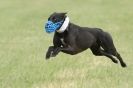 Image 5 in CANINE FUN DAY. LURCHER LURE COURSING AND RACING