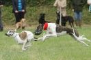 Image 50 in CANINE FUN DAY. LURCHER LURE COURSING AND RACING