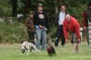 Image 52 in CANINE FUN DAY. LURCHER LURE COURSING AND RACING