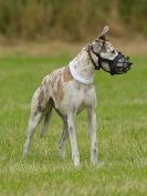 Image 53 in CANINE FUN DAY. LURCHER LURE COURSING AND RACING