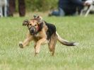 Image 54 in CANINE FUN DAY. LURCHER LURE COURSING AND RACING