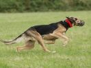 Image 55 in CANINE FUN DAY. LURCHER LURE COURSING AND RACING