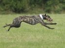 Image 56 in CANINE FUN DAY. LURCHER LURE COURSING AND RACING