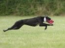Image 57 in CANINE FUN DAY. LURCHER LURE COURSING AND RACING
