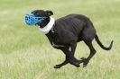 Image 6 in CANINE FUN DAY. LURCHER LURE COURSING AND RACING