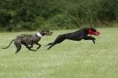 Image 60 in CANINE FUN DAY. LURCHER LURE COURSING AND RACING