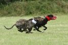 Image 61 in CANINE FUN DAY. LURCHER LURE COURSING AND RACING