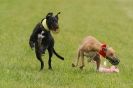 Image 62 in CANINE FUN DAY. LURCHER LURE COURSING AND RACING