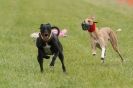 Image 63 in CANINE FUN DAY. LURCHER LURE COURSING AND RACING