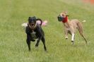 Image 63 in CANINE FUN DAY. LURCHER LURE COURSING AND RACING