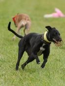 Image 64 in CANINE FUN DAY. LURCHER LURE COURSING AND RACING