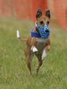 Image 65 in CANINE FUN DAY. LURCHER LURE COURSING AND RACING