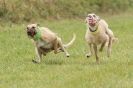 Image 66 in CANINE FUN DAY. LURCHER LURE COURSING AND RACING