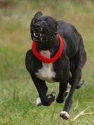 Image 67 in CANINE FUN DAY. LURCHER LURE COURSING AND RACING