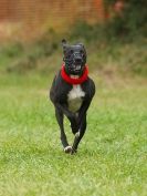 Image 68 in CANINE FUN DAY. LURCHER LURE COURSING AND RACING