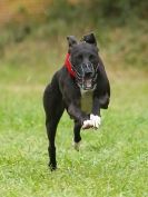 Image 69 in CANINE FUN DAY. LURCHER LURE COURSING AND RACING