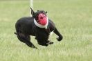 Image 8 in CANINE FUN DAY. LURCHER LURE COURSING AND RACING