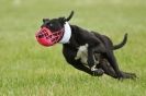Image 9 in CANINE FUN DAY. LURCHER LURE COURSING AND RACING
