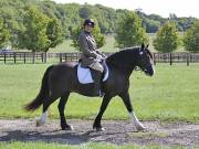 Image 141 in OPTIMUM EVENT MANAGEMENT. DRESSAGE. EASTON PARK STUD. 25TH AUGUST 2018