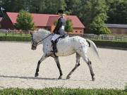 Image 159 in OPTIMUM EVENT MANAGEMENT. DRESSAGE. EASTON PARK STUD. 25TH AUGUST 2018