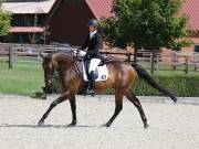 Image 240 in OPTIMUM EVENT MANAGEMENT. DRESSAGE. EASTON PARK STUD. 25TH AUGUST 2018