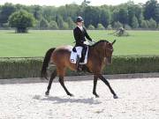 Image 276 in OPTIMUM EVENT MANAGEMENT. DRESSAGE. EASTON PARK STUD. 25TH AUGUST 2018