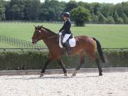 Image 345 in OPTIMUM EVENT MANAGEMENT. DRESSAGE. EASTON PARK STUD. 25TH AUGUST 2018